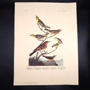 JJ Audubon Oriole Goldfinch Thrush Bird Print 12 x 16 Milwaukee Public Library